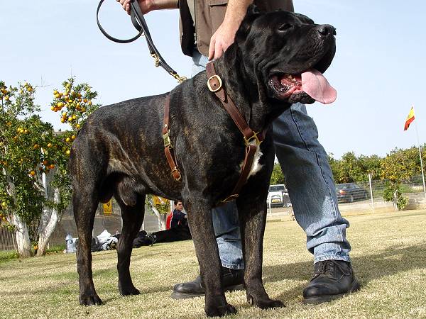 About Cane Corso - THOROUGHBRED CANE CORSO