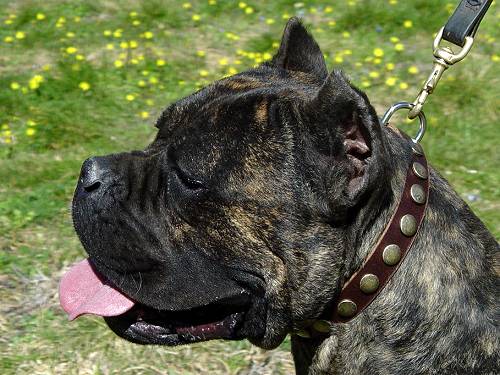 Leather Special Dog Collar With Superb Circles for CANE CORSO