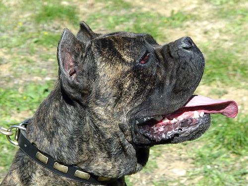 Leather Special Dog Collar With Plates For Cane Corso