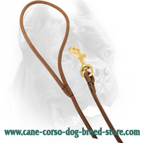 Durable Handle on Cane Corso Leash 