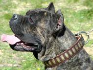 Gorgeous Wide Leather Dog Collar With Plates for CANE CORSO