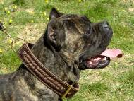 leather dog collar for cane corso