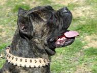 Leather Spiked Dog Collar for Cane Corso-Italian Mastiff collar