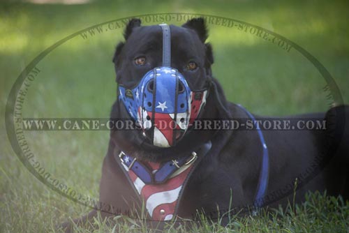 Custom Made Cane Corso Muzzle