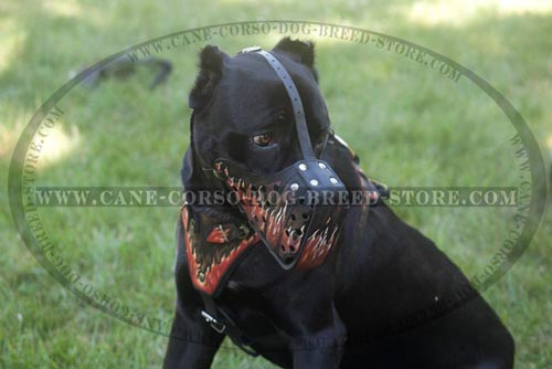 Walking Cane Corso Muzzle