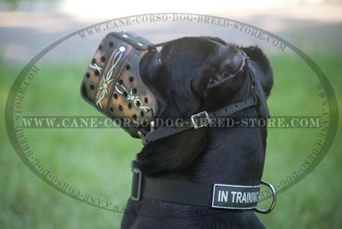 Walking Cane Corso Muzzle