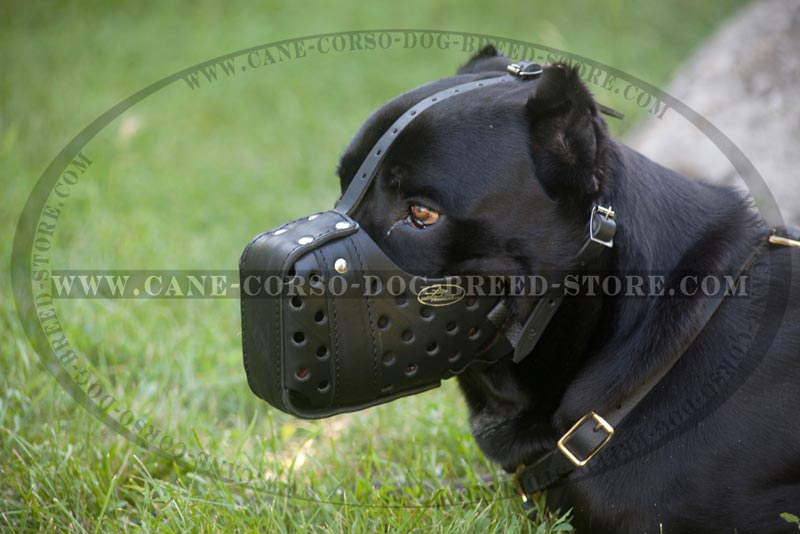 dog muzzle for cane corso