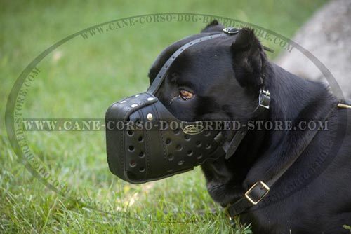 Walking Cane Corso Muzzle