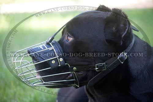 Walking Cane Corso Muzzle