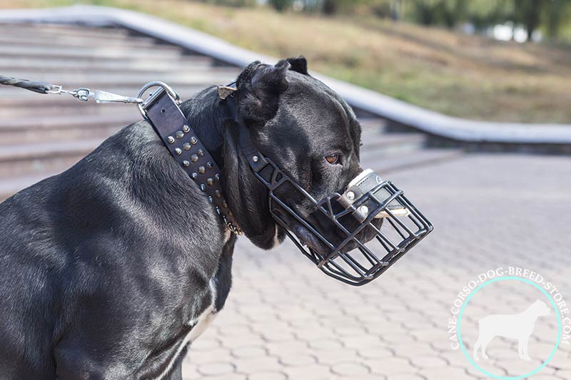 dog muzzle for cane corso