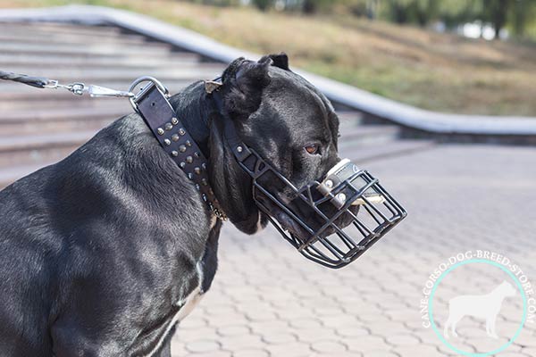 Cane Corso wire muzzle with felt padding on nose