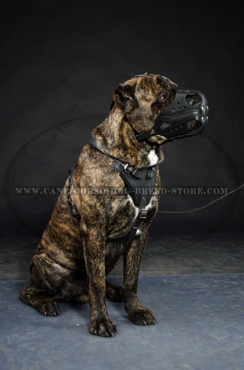 Reinforced Leather Cane Corso Muzzle Walking And Training