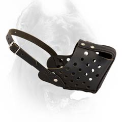 Training Cane Corso leather dog muzzle