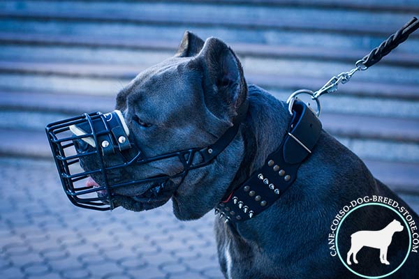 Cane Corso wire cage muzzle adjustable  with traditional buckle for advanced training