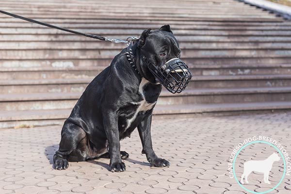 Cane Corso wire cage muzzle with nose padding with traditional buckle for utmost comfort