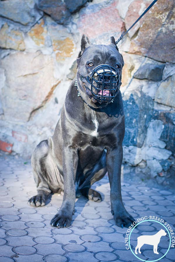 Cane Corso wire cage muzzle padded with nickel plated hardware for walking