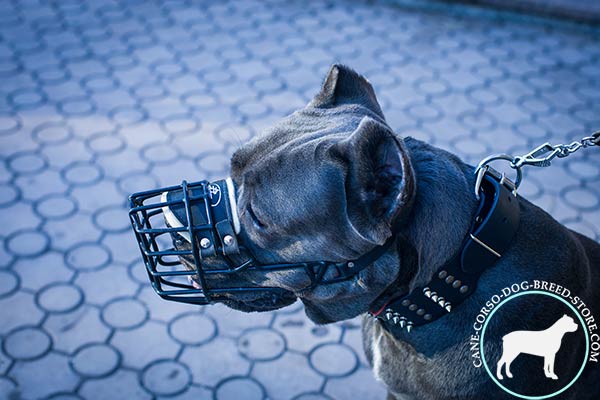 Cane Corso wire cage muzzle adjustable  with traditional buckle for walking in style