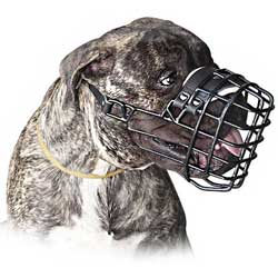 Rustproof strong Cane Corso muzzle