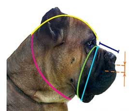 Study how to correctly
measure your dog