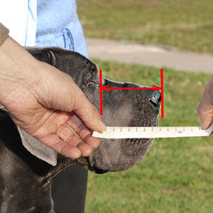 Measure your dog properly