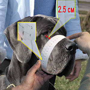 Taking your dog's snout measurements