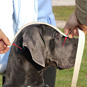 Easy measuring your dog's face