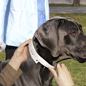 Watch how to properly measure your Cane Corso