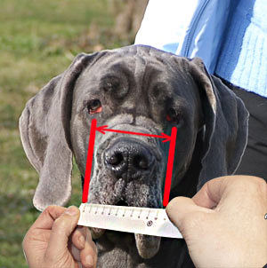 Right measuring Cane Corso dog