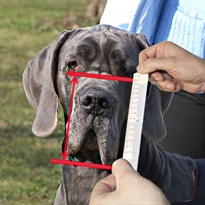 Take measurements of your dog for best fit muzzle