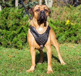 Cane corso fila brasileiro deals mix